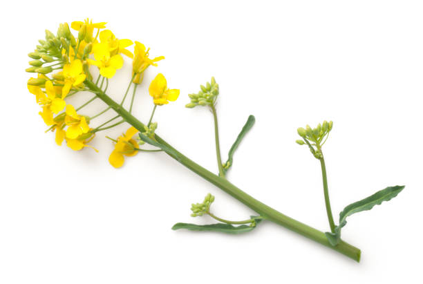 istock Rapeseed Flowers Isolated on White Background 976534910