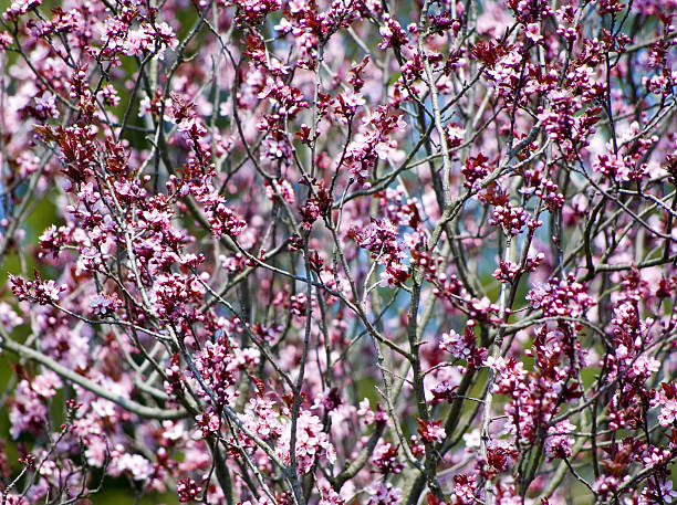 Pink natural background stock photo