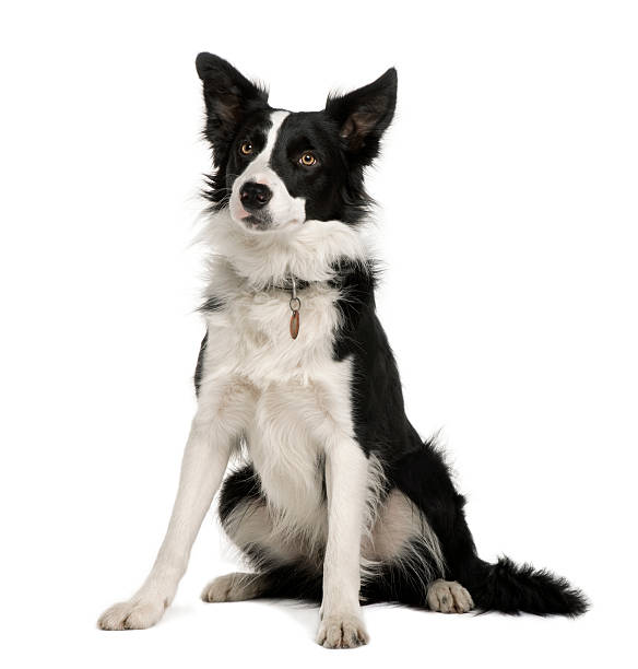 vista frontal de border collie, sentado y mirando a otro lado - collie fotografías e imágenes de stock