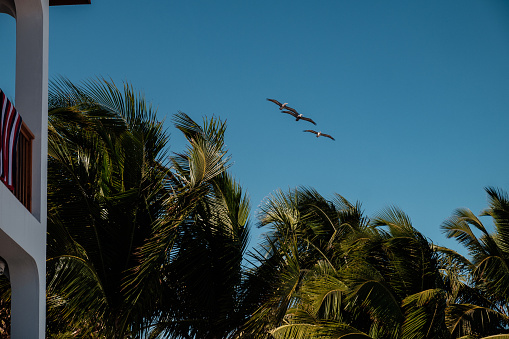 A flock of three brown pelicans fly over palm trees in a resort in the Caribbean. Picture taken in Caye Caulker, Belize.