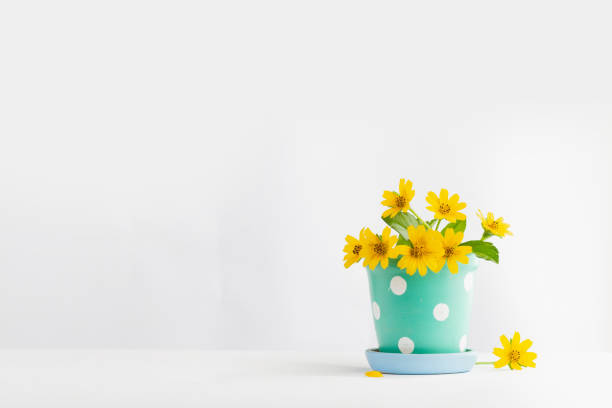 istock yellow flower In the cute pot White background 976546404