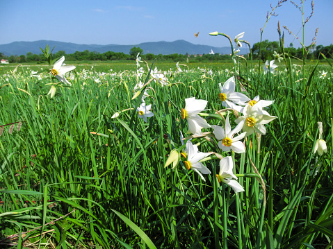 Amazing white wild daffodils on a meadow in the background of a mountain landscape