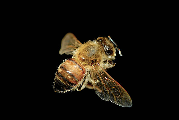 istock Close-up shot of bee 97655595
