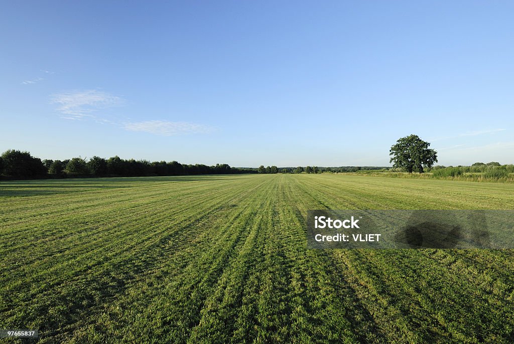 Feld mit Bäumen - Lizenzfrei Agrarbetrieb Stock-Foto