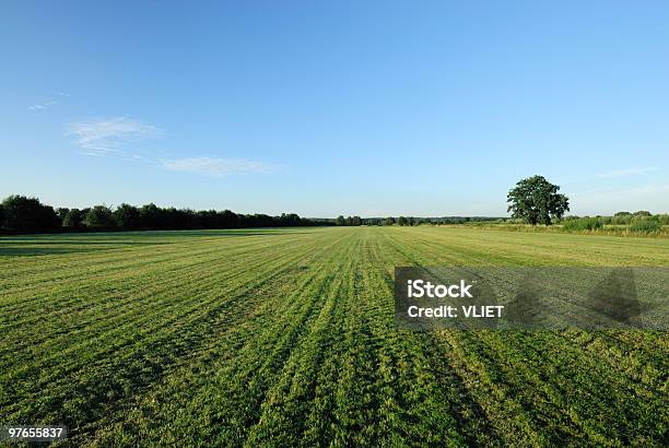 Feld Mit Bäumen Stockfoto und mehr Bilder von Agrarbetrieb - Agrarbetrieb, Baum, Blau