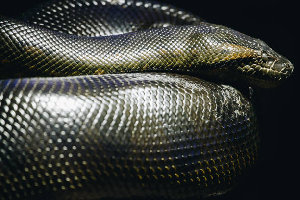 Green anaconda (Eunectes murinus) coiling on the floor.