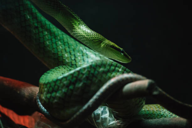istock Red Tailed Green Rat snake( Gonyosoma oxycephalum) 976560296