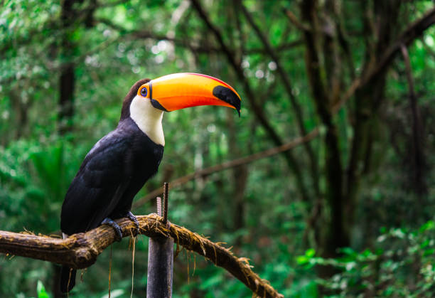 Toucan tropical bird sitting on a tree branch in natural wildlife environment in rainforest jungle stock photo