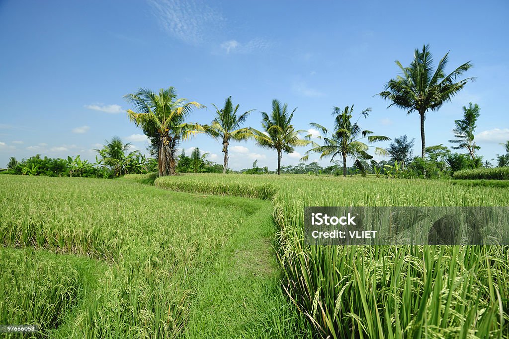 Risaia in Indonesia - Foto stock royalty-free di Agricoltura