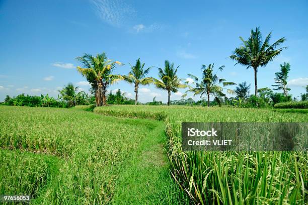 Risaia In Indonesia - Fotografie stock e altre immagini di Agricoltura - Agricoltura, Alberato, Albero