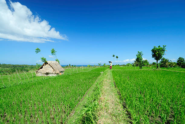 Agriculture: Rice terraces in Bali. Dramatic light...