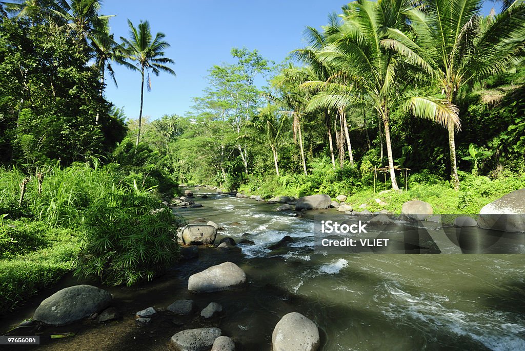 Rivière en Indonésie - Photo de Arbre tropical libre de droits