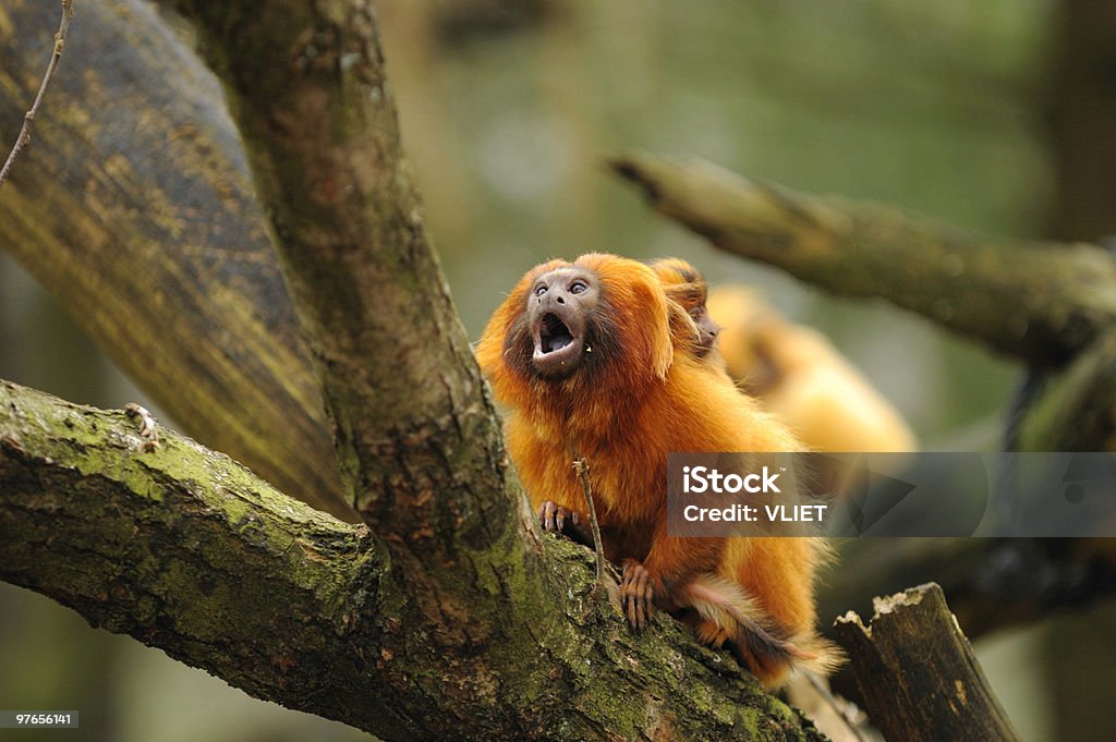 Golden lion tamarin  Tamarin Monkey Stock Photo