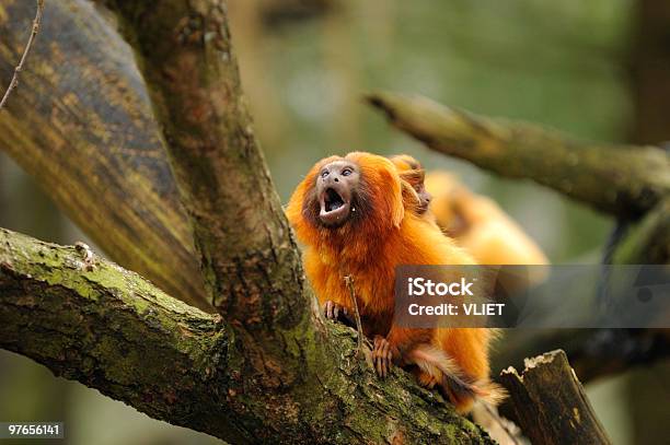 Golden Lion Tamarin Stock Photo - Download Image Now - Tamarin Monkey, Lion Tamarin, Amazon Rainforest