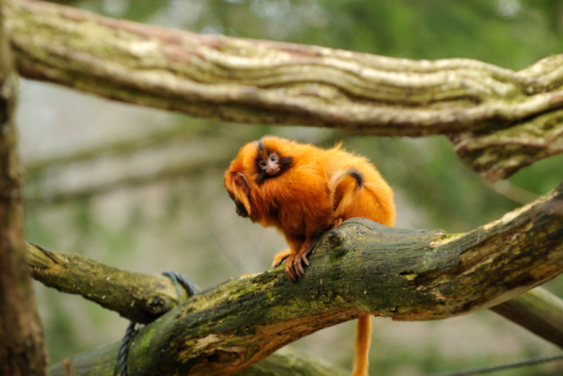 Baby Purus Red Howler monkey on the tree in the jungle Amazon