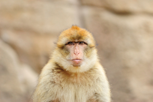 Portrait of Male Proboscis Monkey (Nasalis larvatus)