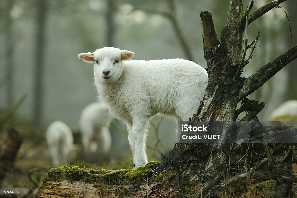 "agneau" - Photo de Agneau - Animal libre de droits