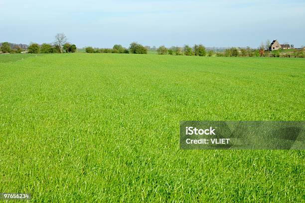 Grassland In Den Niederlanden Stockfoto und mehr Bilder von Agrarbetrieb - Agrarbetrieb, Baum, Ebene