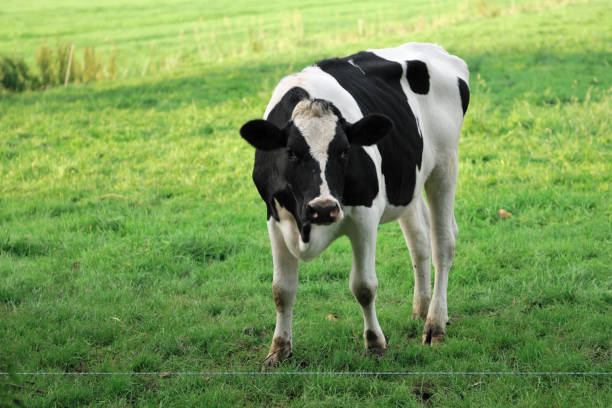 Cow