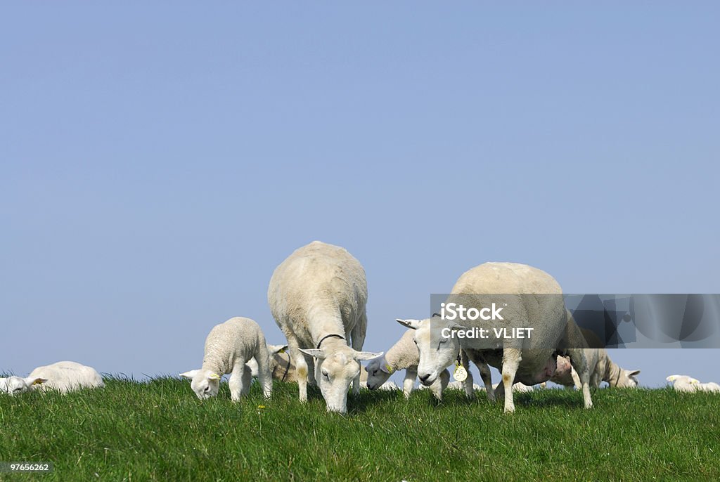 Pecore su un Argine - Foto stock royalty-free di Agnello - Animale