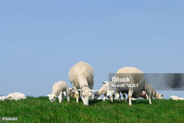 Pecore Su Un Argine - Fotografie stock e altre immagini di Agnello - Animale - Agnello - Animale, Ambientazione esterna, Animale