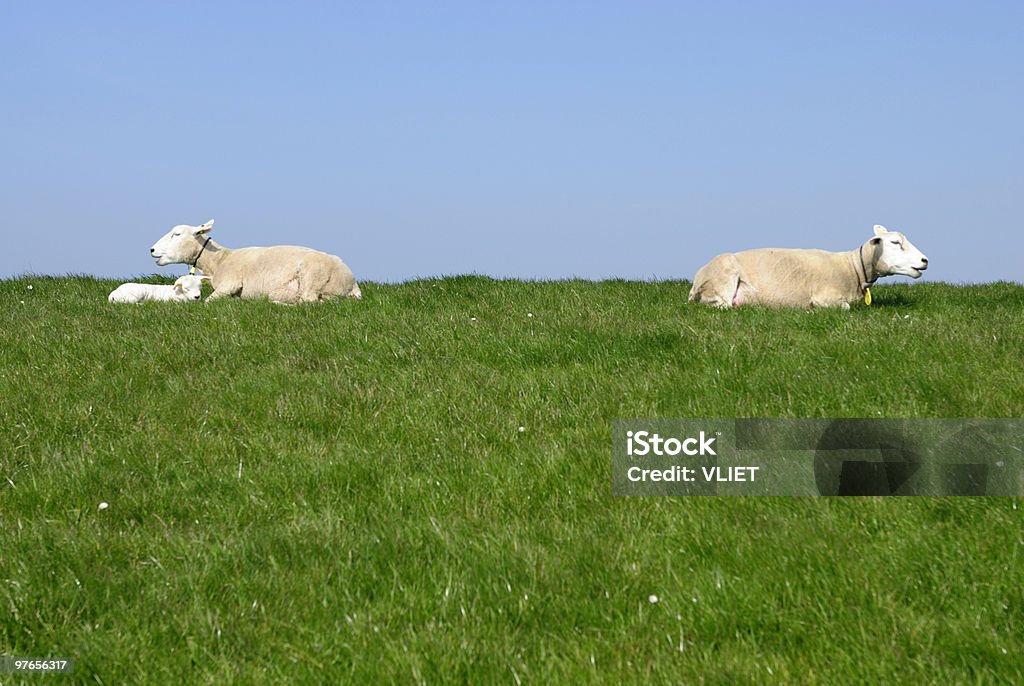離婚羊 - 農園のロイヤリティフリーストックフォト