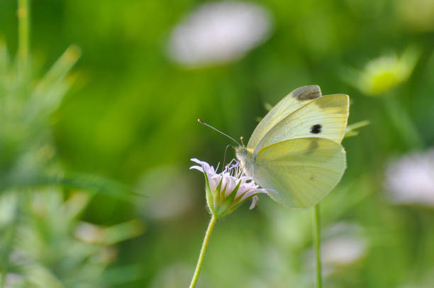 istock Small White butterfly, Pieris rapae, on wildflower 976563232