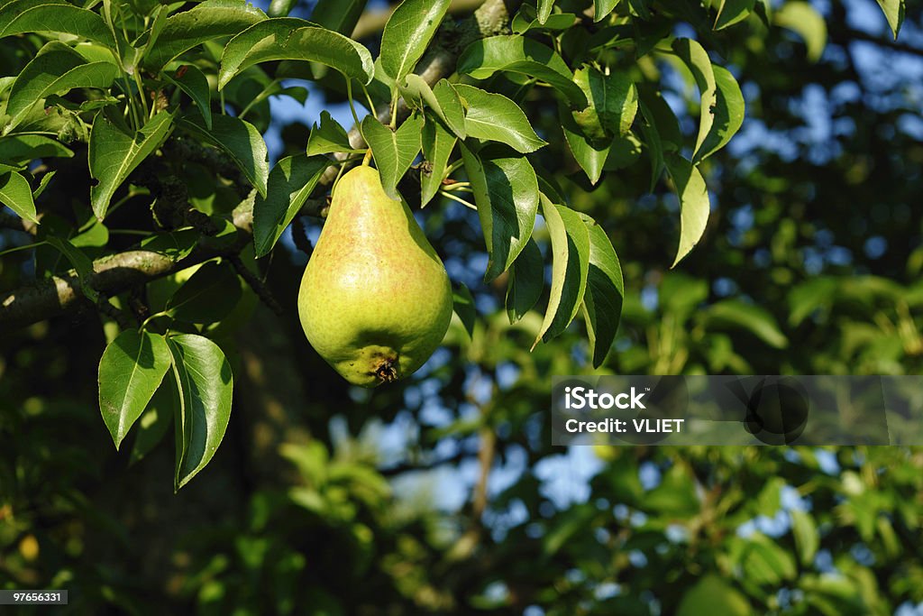 Poire en pleine maturité - Photo de Culture agricole libre de droits