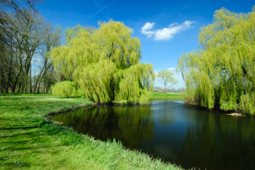 Weeping willow tree in the water
