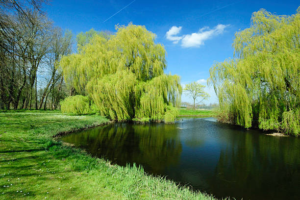 A beautiful green landscape of nature in the springtime file_thumbview_approve.php?size=1&amp;id=6793087 weeping willow stock pictures, royalty-free photos & images