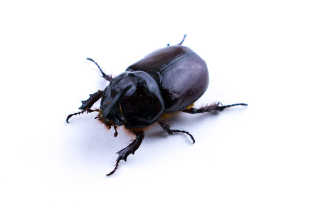 istock Rhinoceros beetle isolated on white 976569344