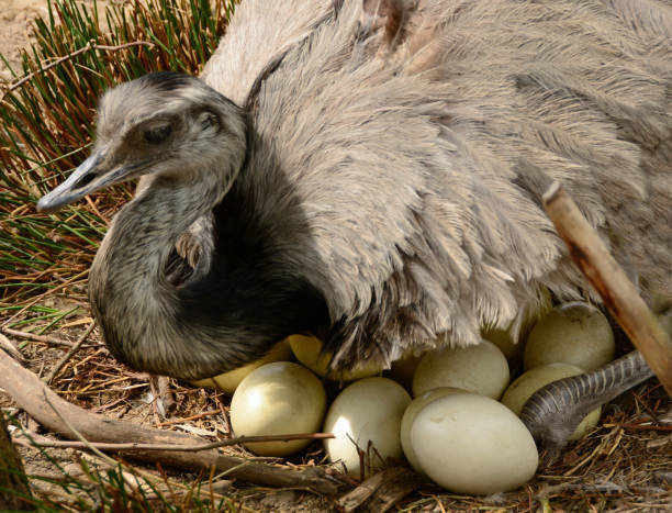 istock Bird nest with common rhea and eggs. 976569346