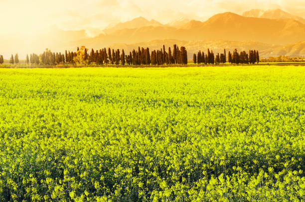 paisaje de tuscany, efectos de filtros de instagram - california panoramic napa valley hill fotografías e imágenes de stock