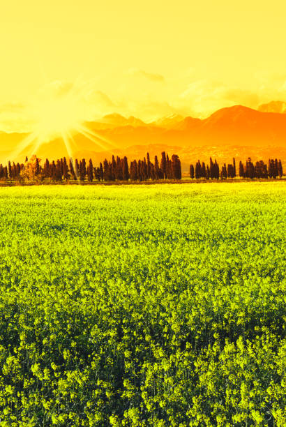 paisaje de tuscany, efectos de filtros de instagram - california napa valley vineyard farmhouse fotografías e imágenes de stock