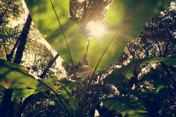 Closeup of bright green banana leaves filtering the strong light of summer dawn between them