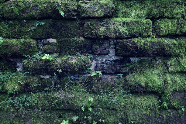 istock Beautiful Green Moss In The Forest, Background 976575600