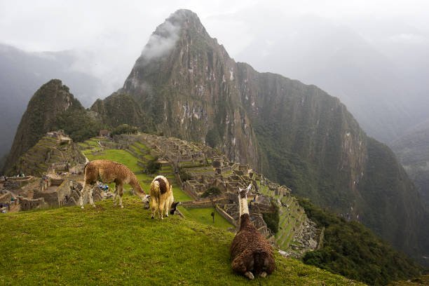 istock Llamas at Machu Picchu in Peru 976579022