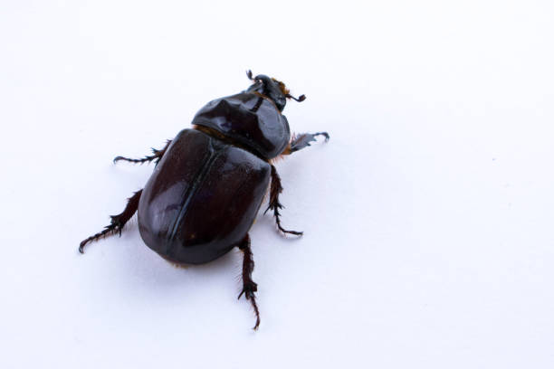 istock Rhinoceros beetle isolated on white 976579428