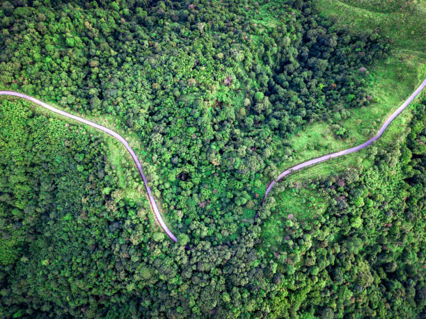 draufsicht kurvige straße mitten in grünen wald. beeindruckende naturlandschaft. luftaufnahme von fliegenden drohne. - mountain pass stock-fotos und bilder