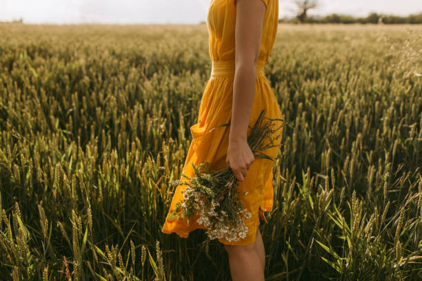 in the meadow - chamomile chamomile plant flower herb imagens e fotografias de stock