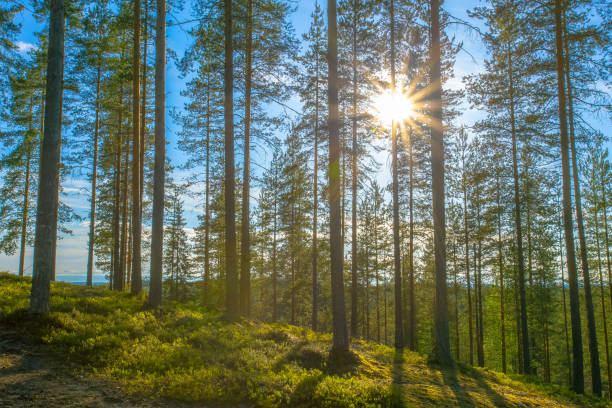 istock Sunny forest view from Sotkamo, Finland. 976588292