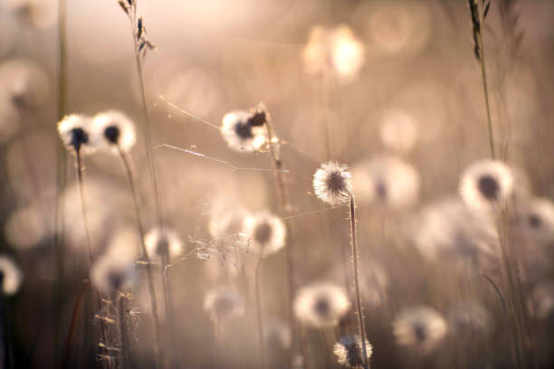 istock Dandelions on the meadow 976591518