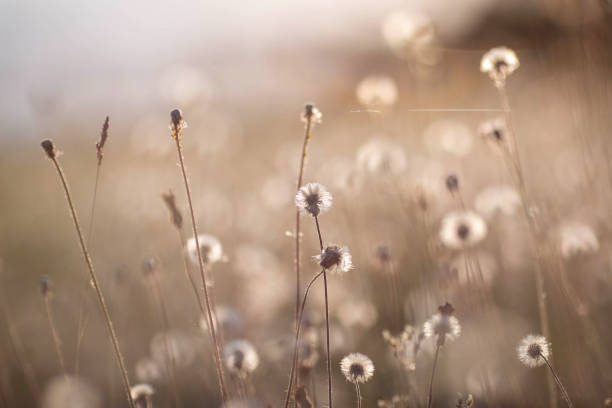 istock Group of dandelions 976591524