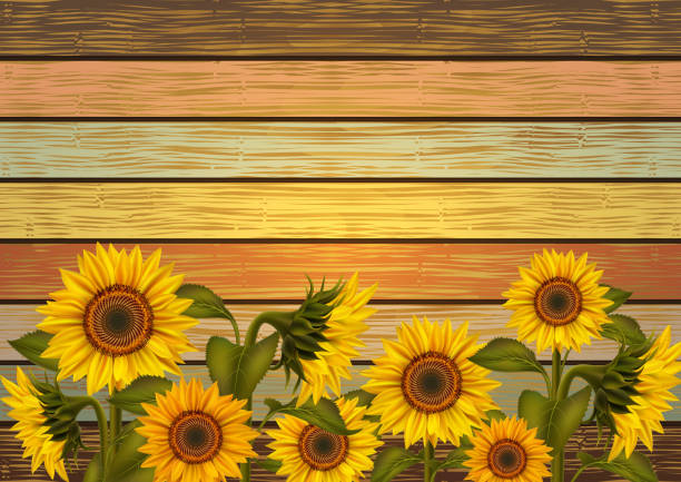 Sunflowers on wooden background Illustration of sunflowers and leaves on varicolored wooden board orange sunflower stock illustrations