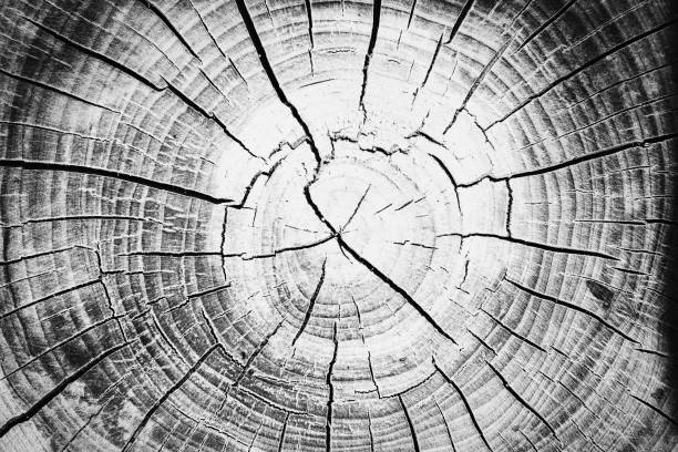 istock background of a wooden stump 976598034