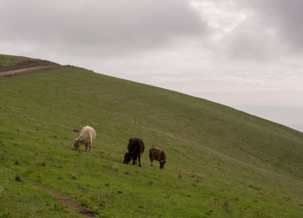 istock Grazing Cattle, Fleurieu Peninsula, South Australia 976600714