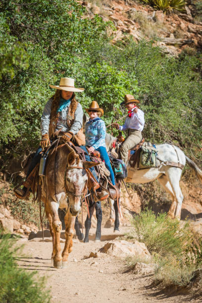 grand canyon femmes mule coureurs cowgirls bright angel trail arizona - mule grand canyon national park cowboy arizona photos et images de collection
