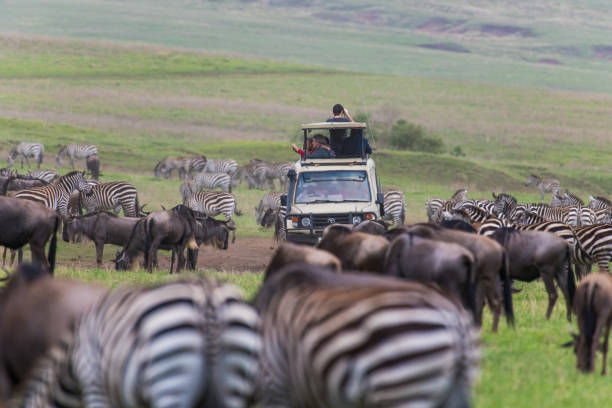 Off road toyota safari car surrounded by the herd of zebra and gnus in Ngorongoro reserve stock photo