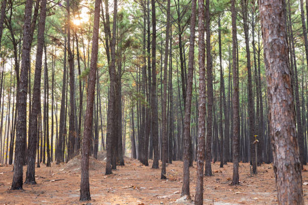 istock Sunlight in fir tree forest in Chiang Mai 976601314