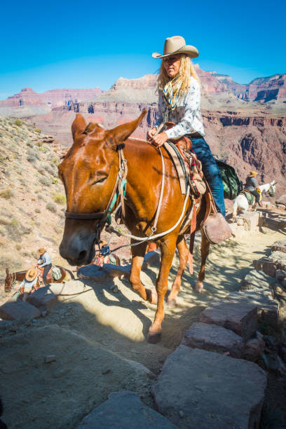 Grand Canyon woman cowgirl horse riding on Kaibab Trail Arizona Female mule rider in cowboy hat trekking up the Kaibab Trail to the South Rim of the Grand Canyon, Arizona. south kaibab trail stock pictures, royalty-free photos & images